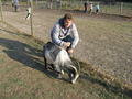 Brian's goat-wranglin' stance