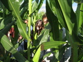 Children of the corn